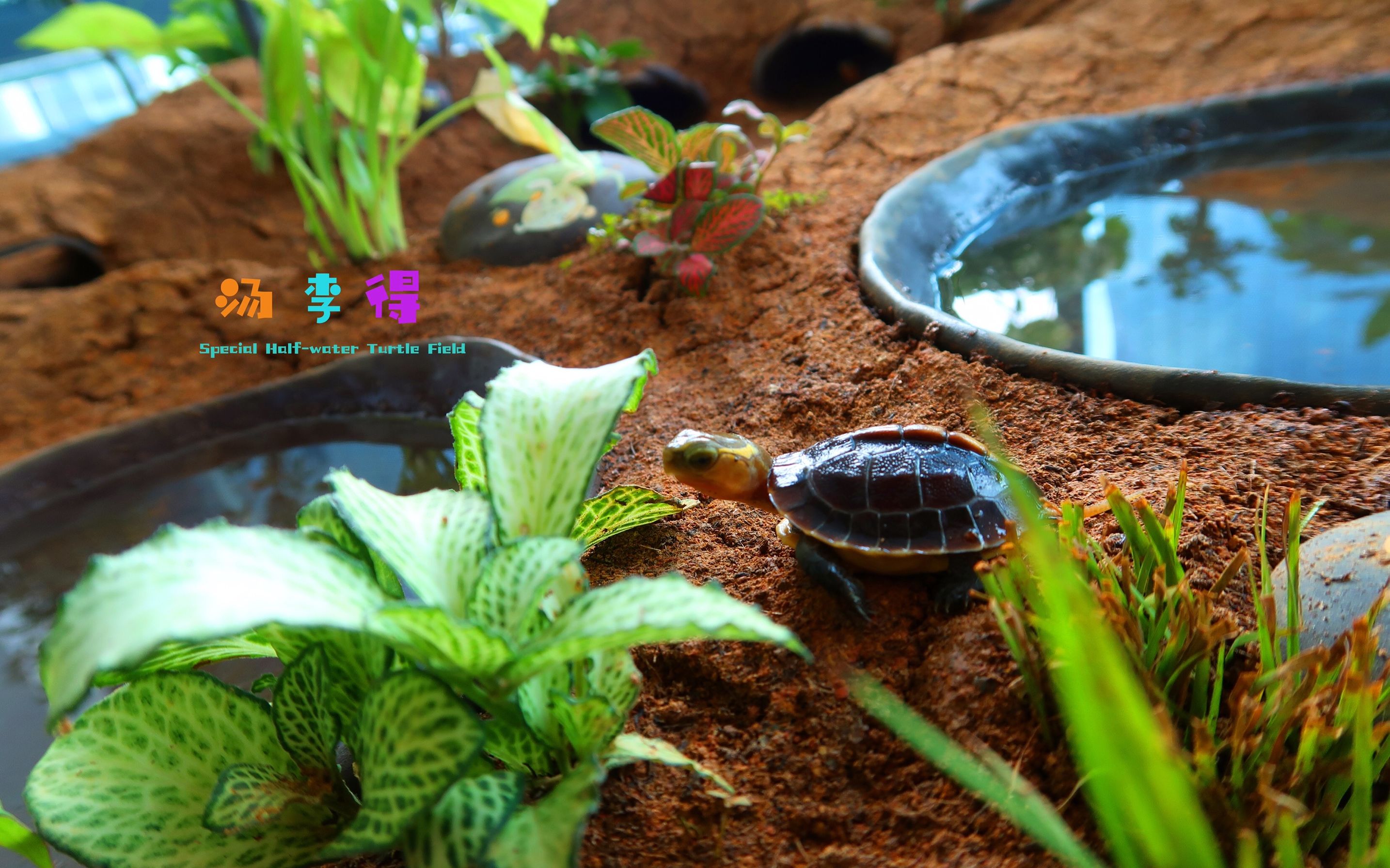 半水龟boxturtle黄缘精养环境篇 如何建立一个"完美"的土结构 ①