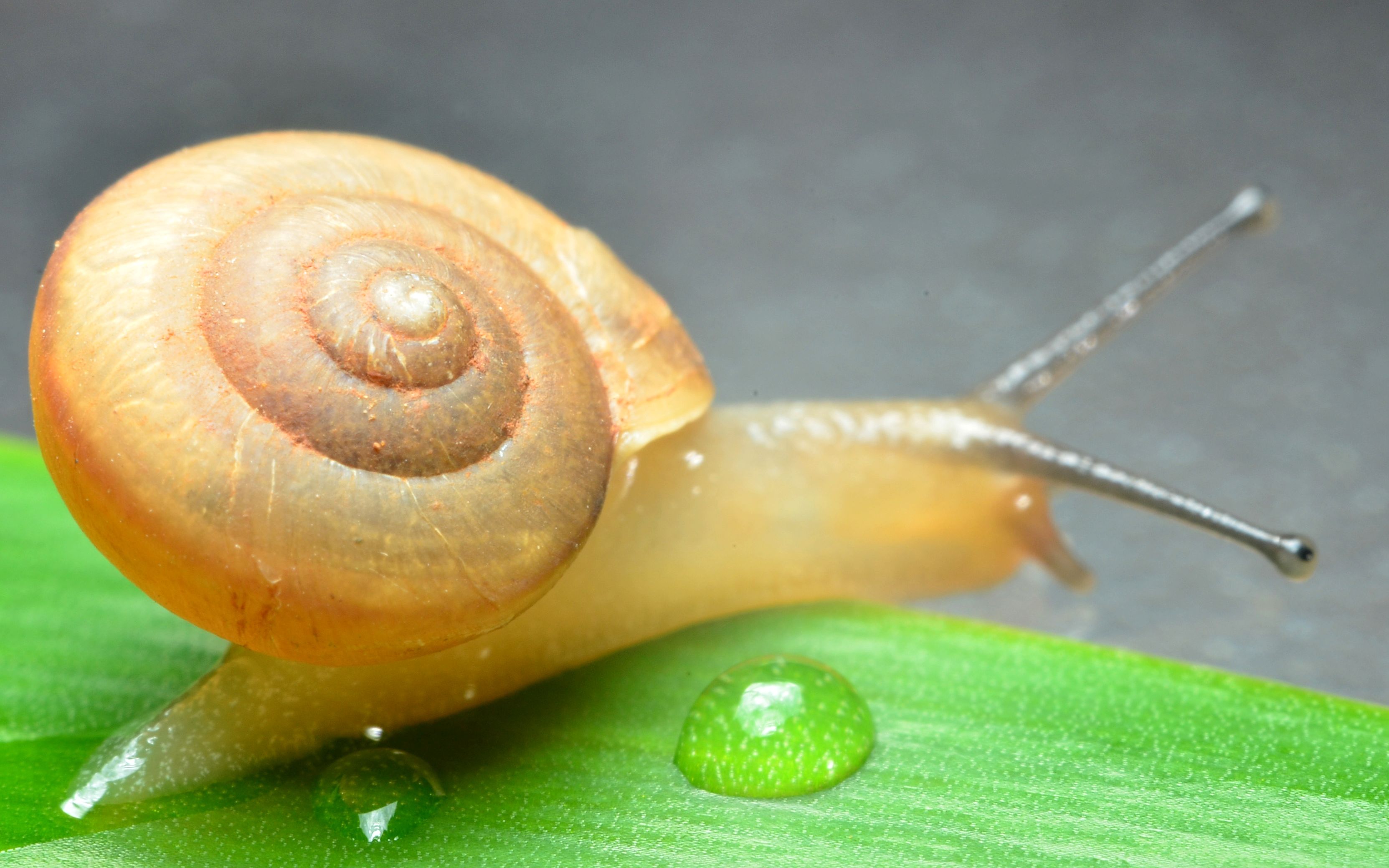 海南海口:蜗牛出品————婚礼样片 1 纪实