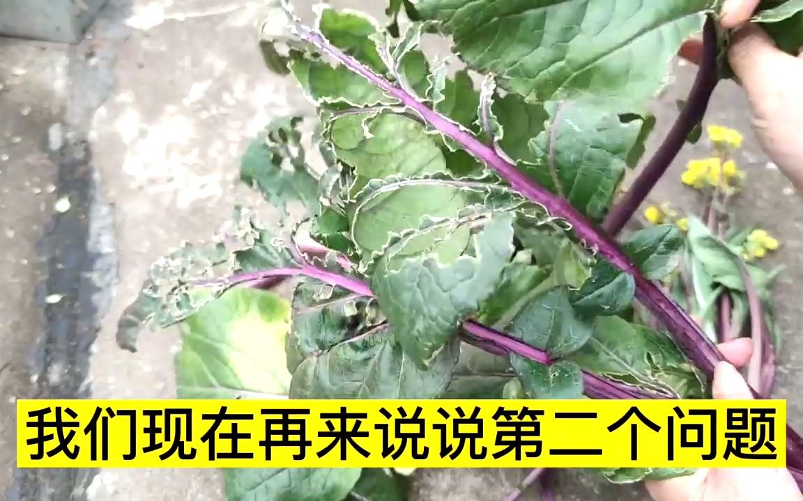 [图]红菜苔的老叶到底要不要掐掉？怎样辨别虫害和鸟害