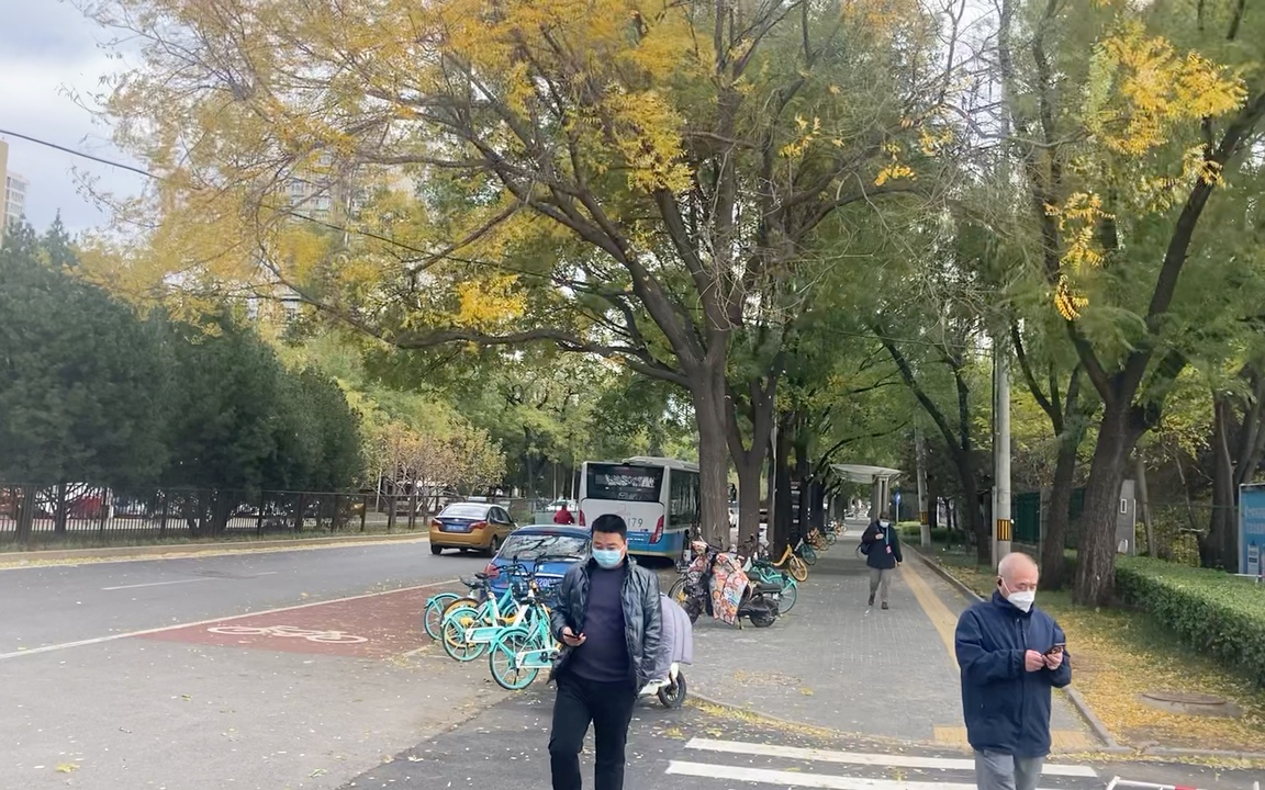 昨天一场冬雨!今天一场大风!北京正式进入冬天!街头看落叶哔哩哔哩bilibili