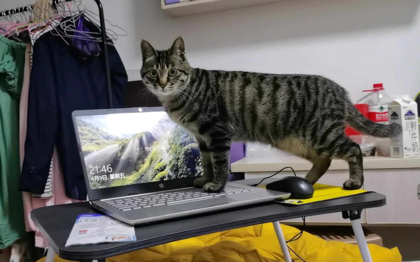 猫:本喵什么时候能拥有自己的电脑