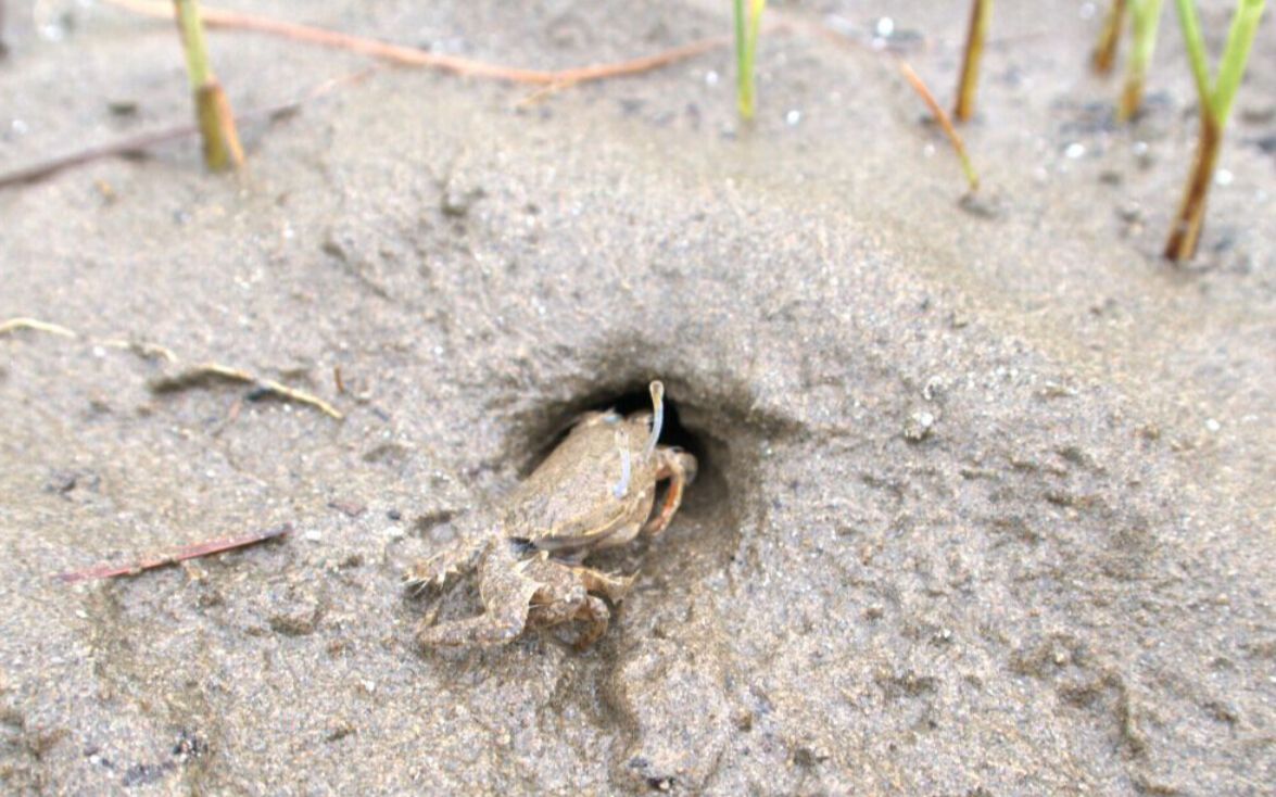 滩涂小螃蟹