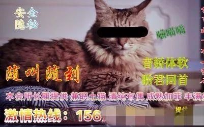 “猫色会所”大起底哔哩哔哩bilibili