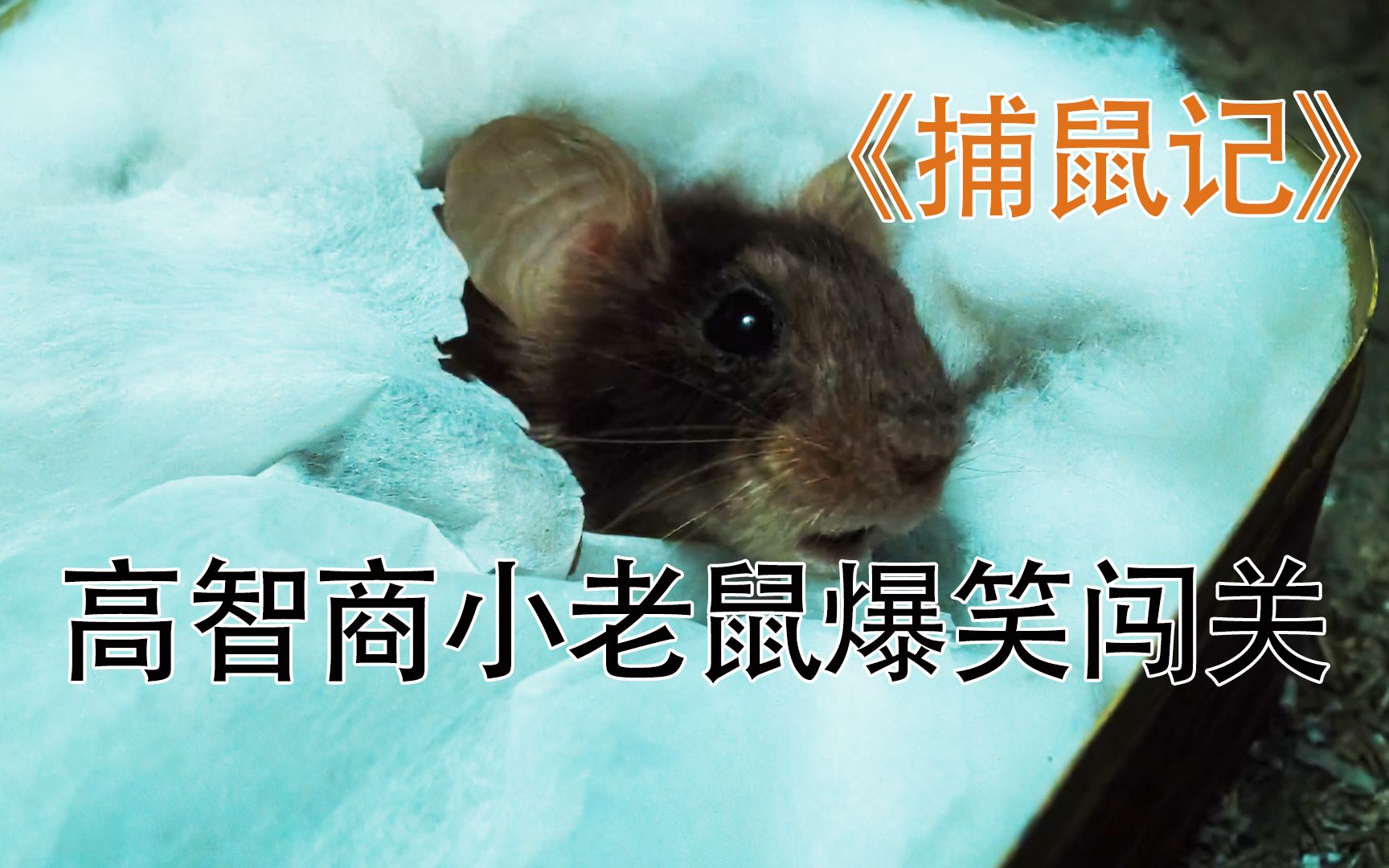 智商250的小老鼠 把兄弟俩废了 捕鼠记_哔哩哔哩_bilibili