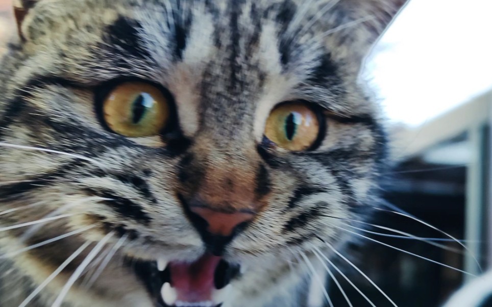 小猫咪黑心食堂遭记者曝光