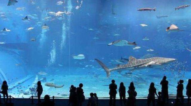 世界最大的水族馆,馆内生物超过20年培养才给游人展览哔哩哔哩bilibili