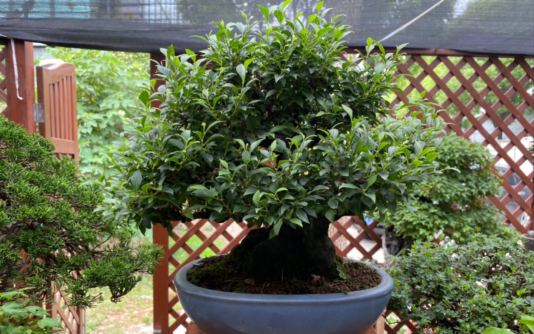 亦盆栽第二十二期日本野茉莉的基础修剪和品种的特点