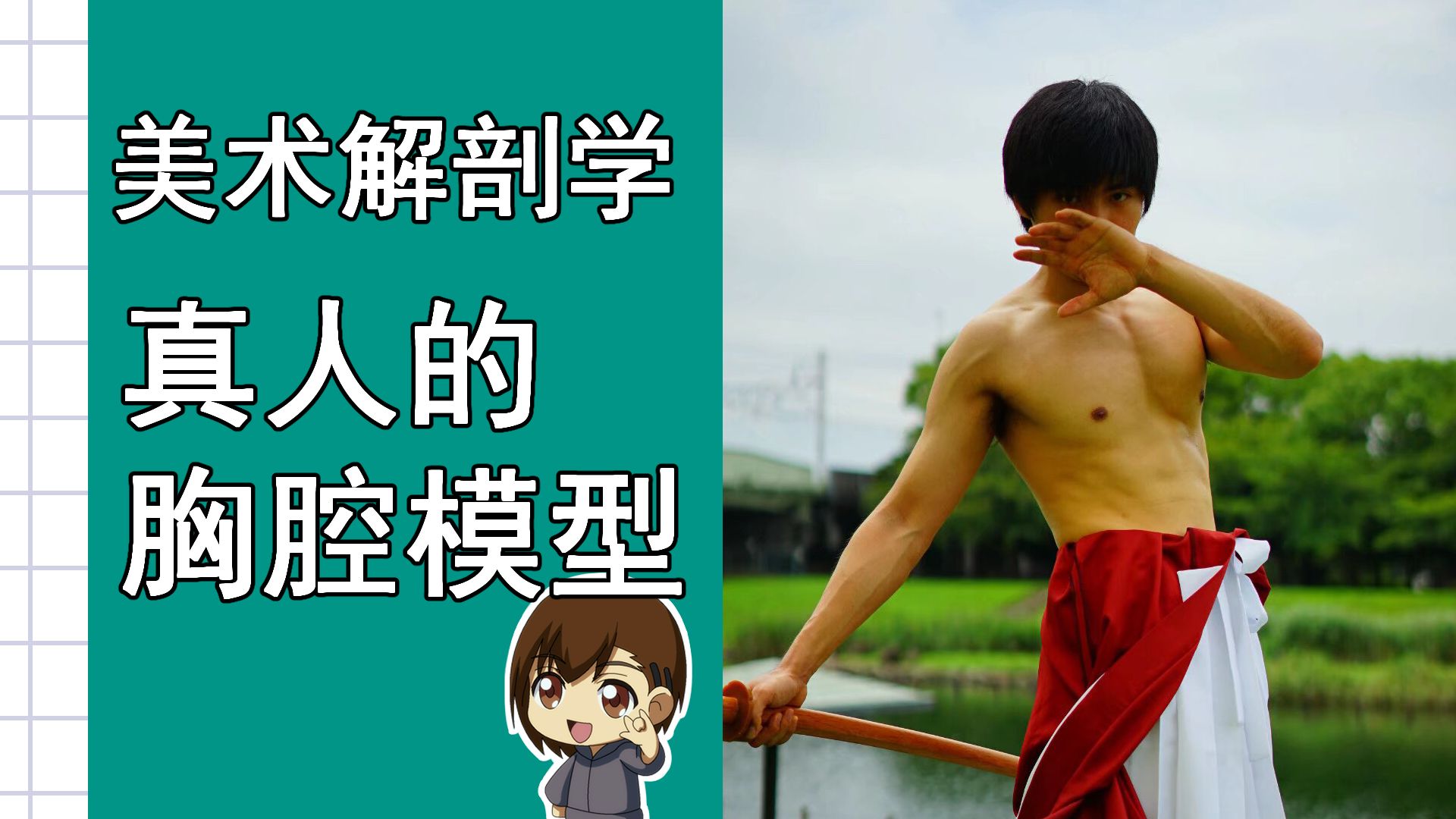 美术解剖学-38-真人的胸腔模型