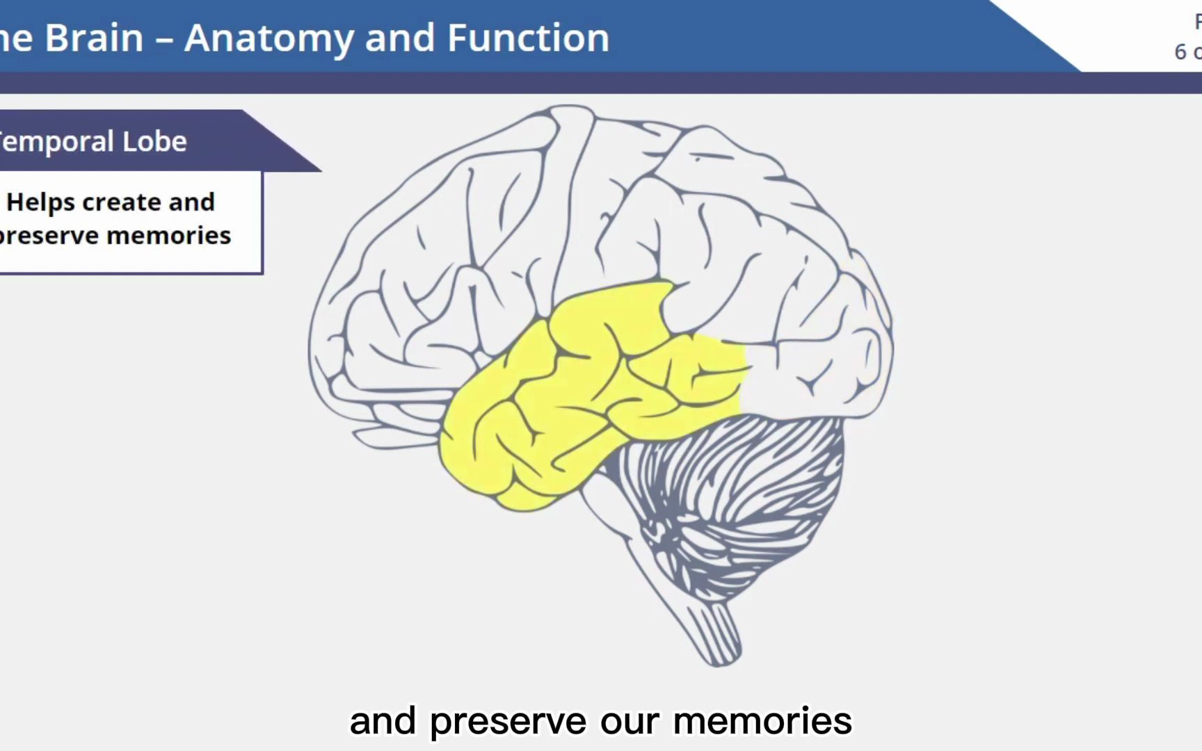 [图][英文字幕] Brain Anatomy and Function 脑的构造与功能