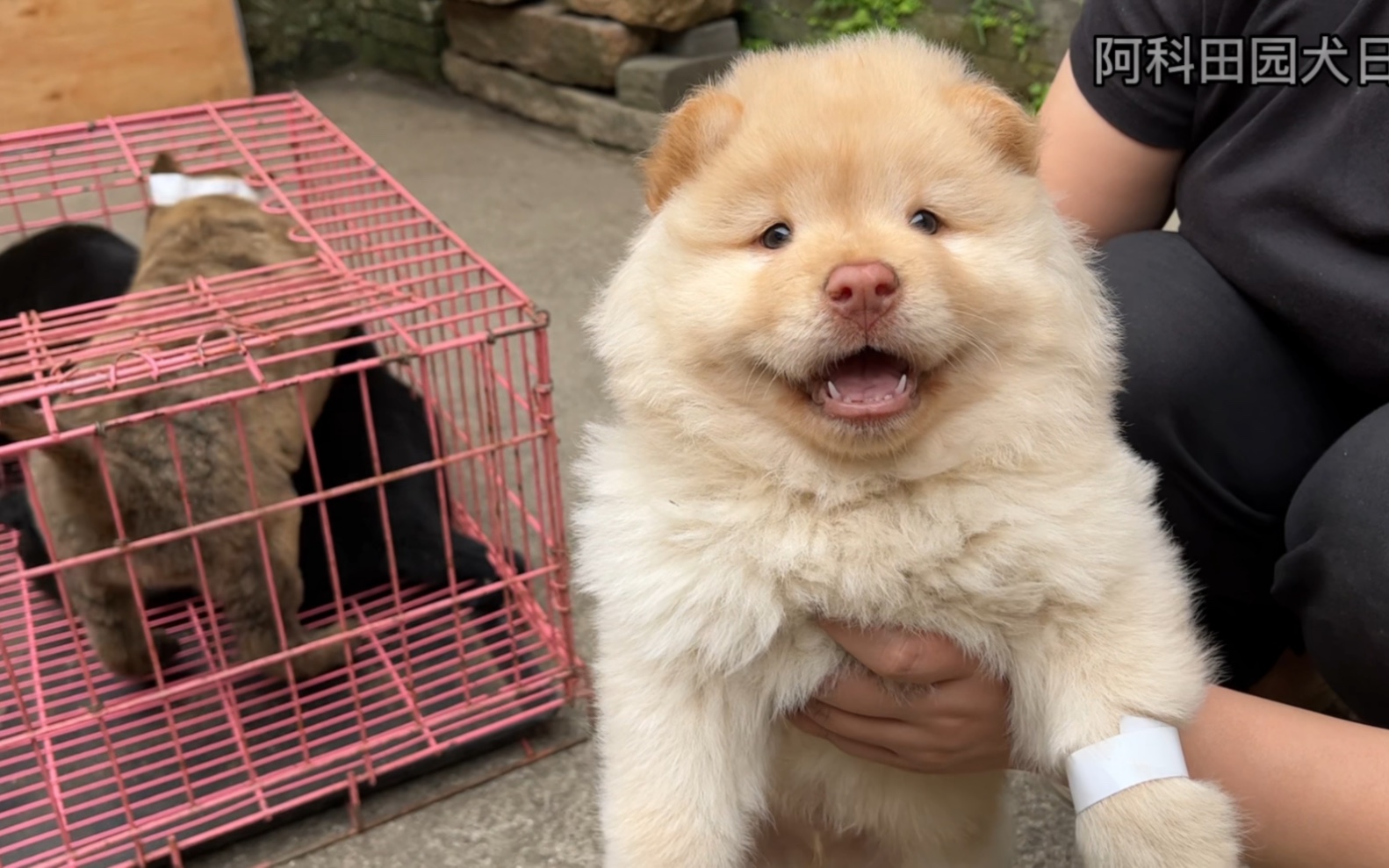 拥有一只会笑的小土松,会是怎样的心情