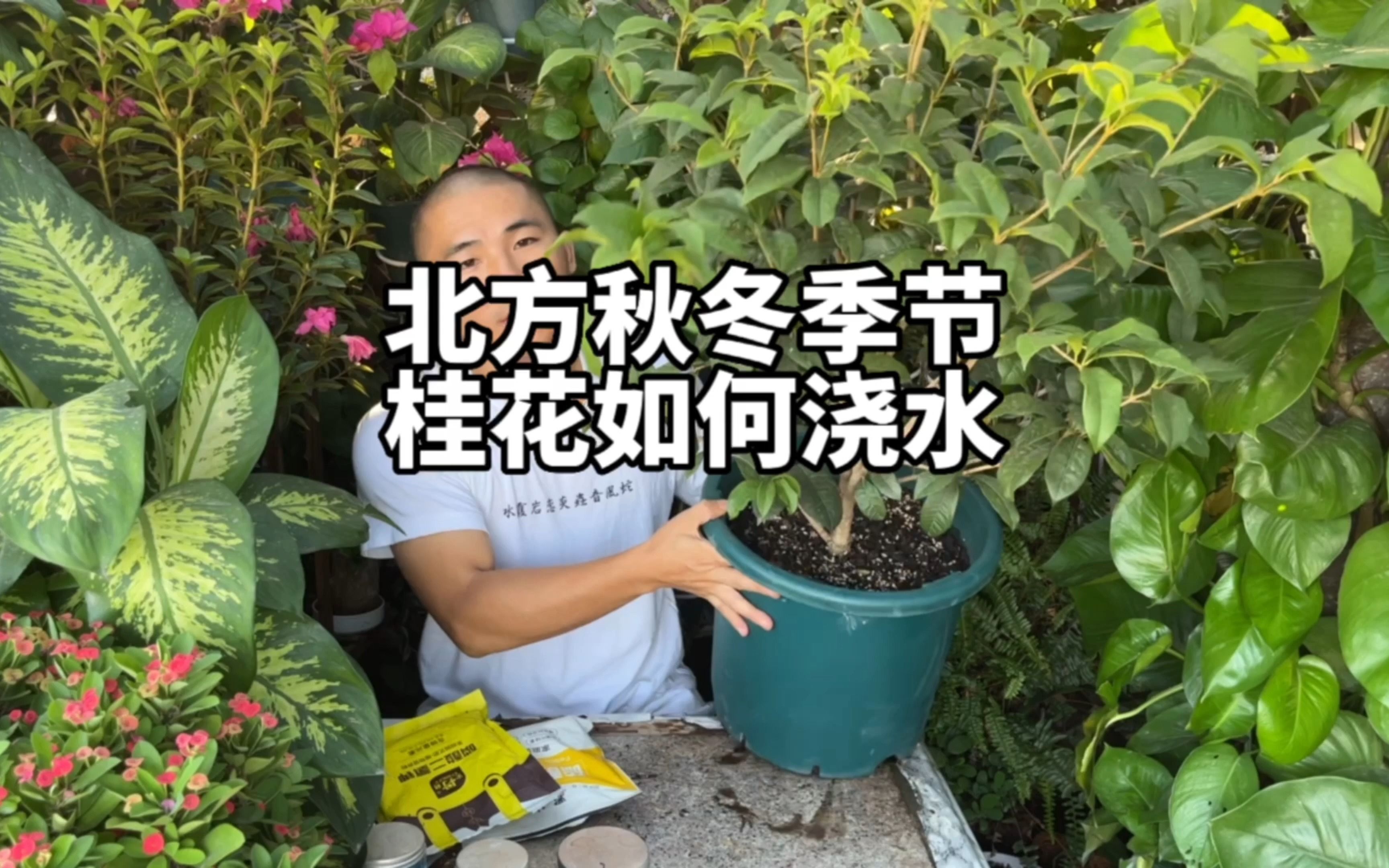 盆栽四季桂花在北方室内,秋冬季节如何浇水,如何养护才会开花呢?哔哩哔哩bilibili