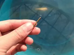 落水实验证明锇的高密度