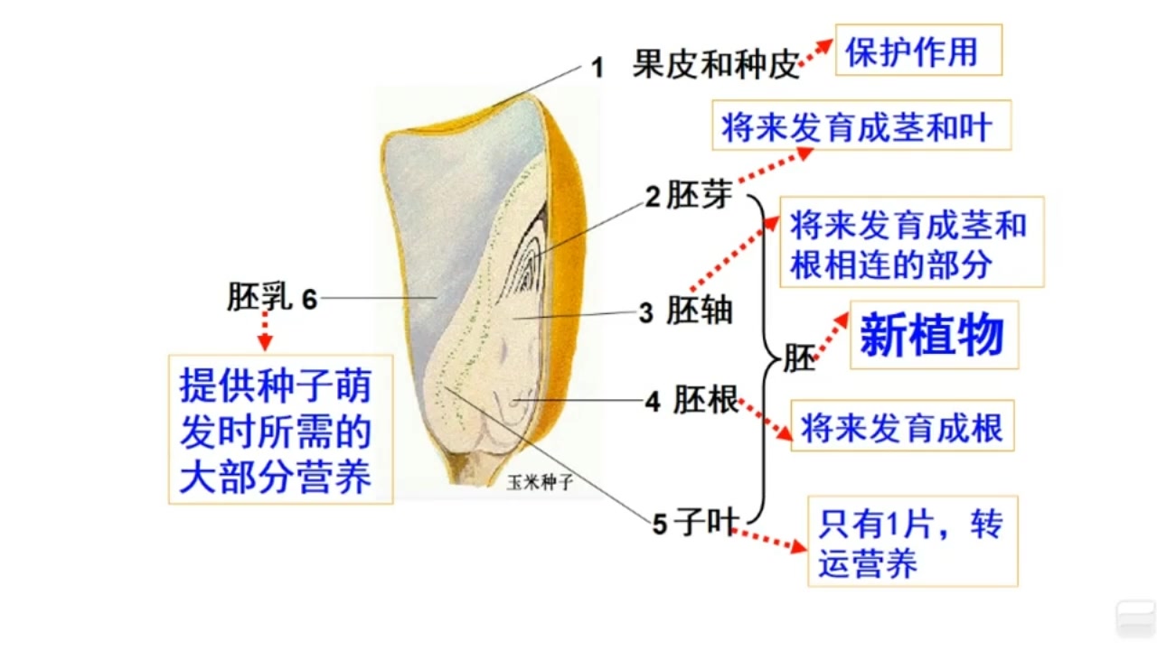 [图]11.1种子植物