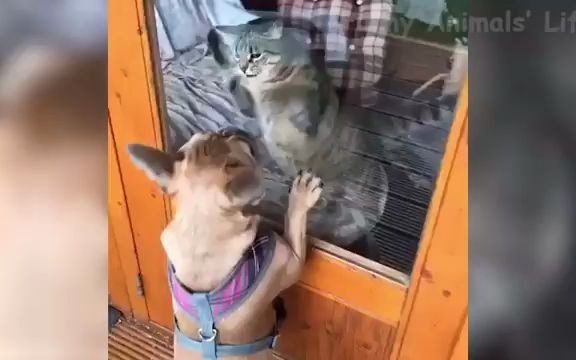 [图]? Funniest Dogs and Cats - Awesome Funny Pet Animals Videos