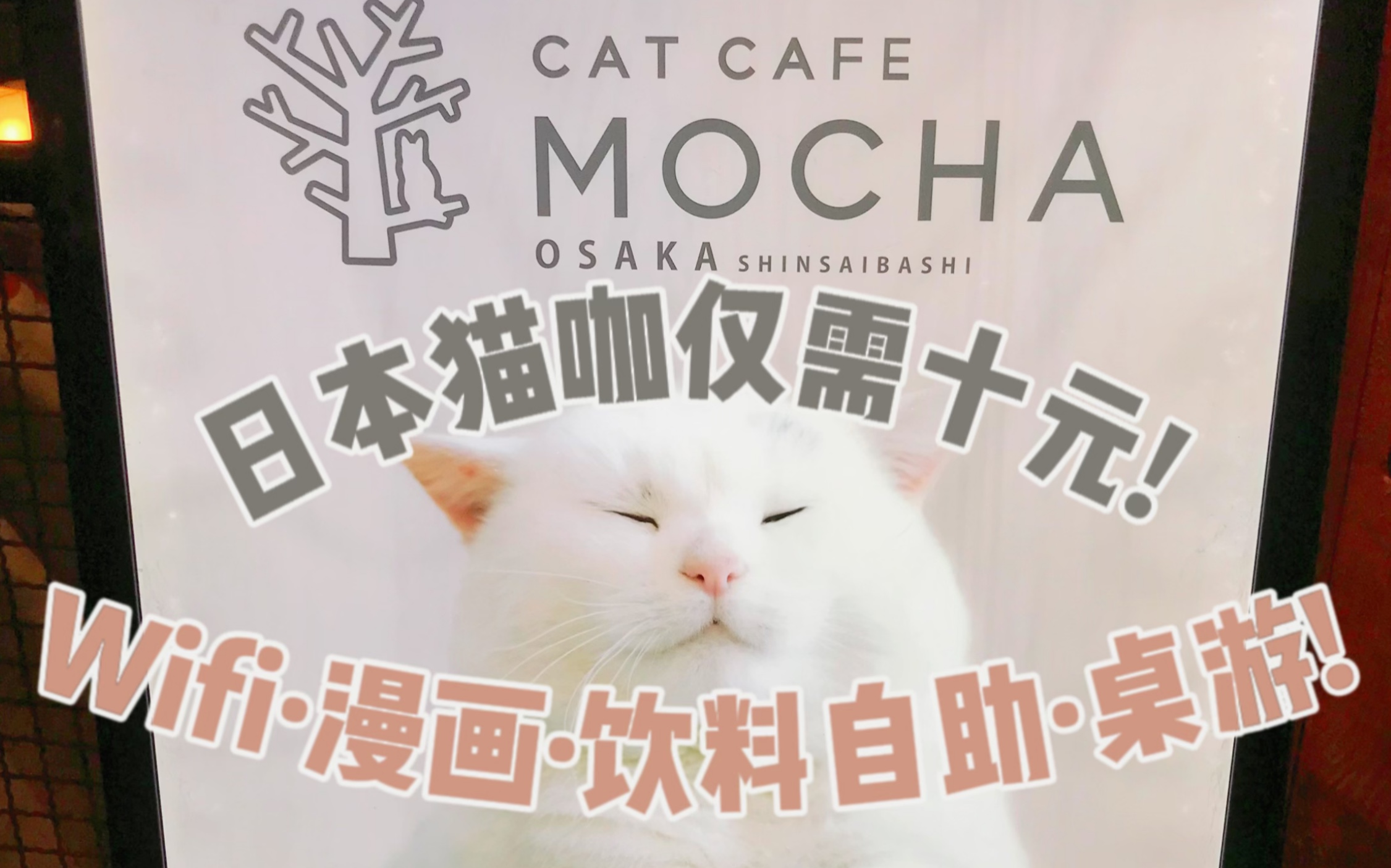 [图]第一次光顾日本猫咖！环境超级好！！