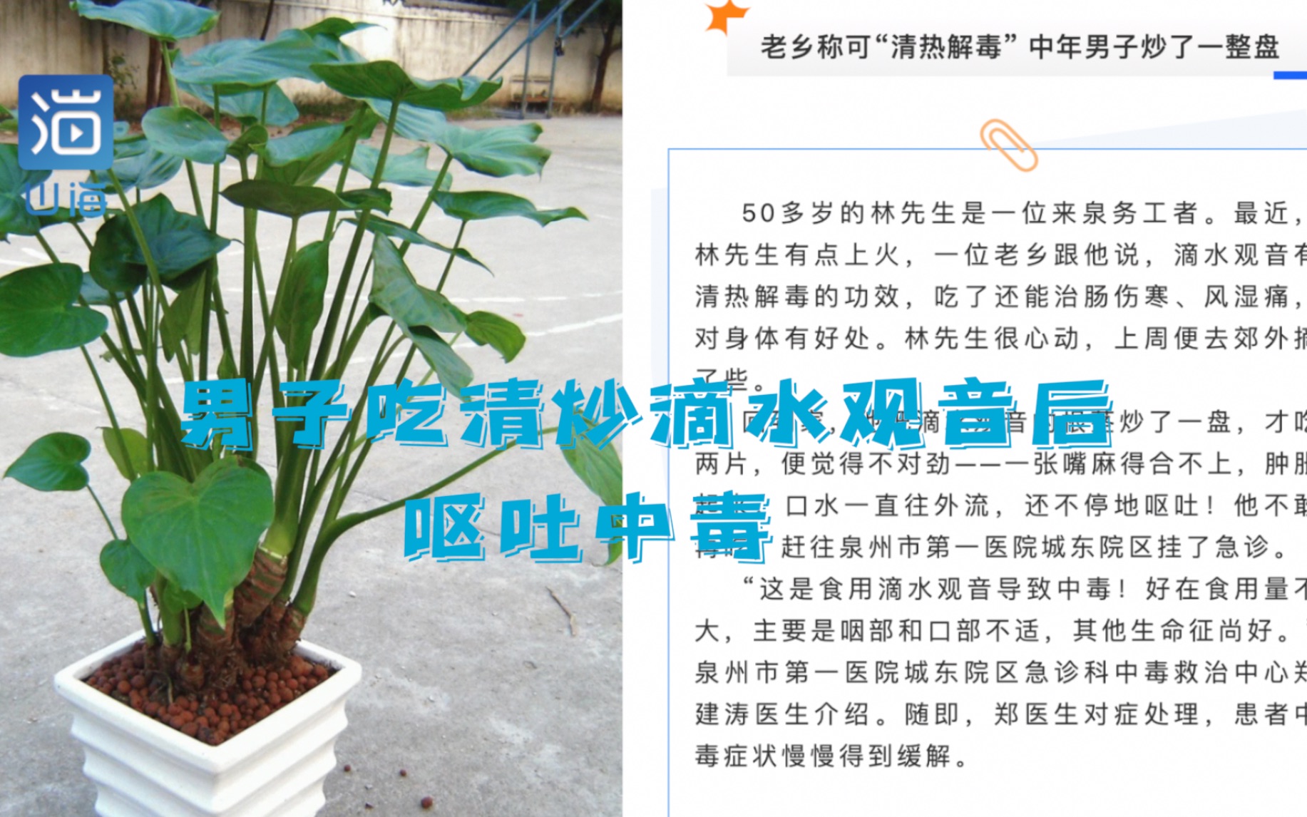 [图]观赏类植物不要去碰！男子吃清炒滴水观音后呕吐中毒