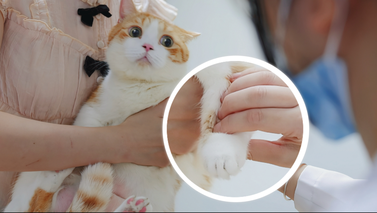 带猫看中医，居然也要把脉吗？！