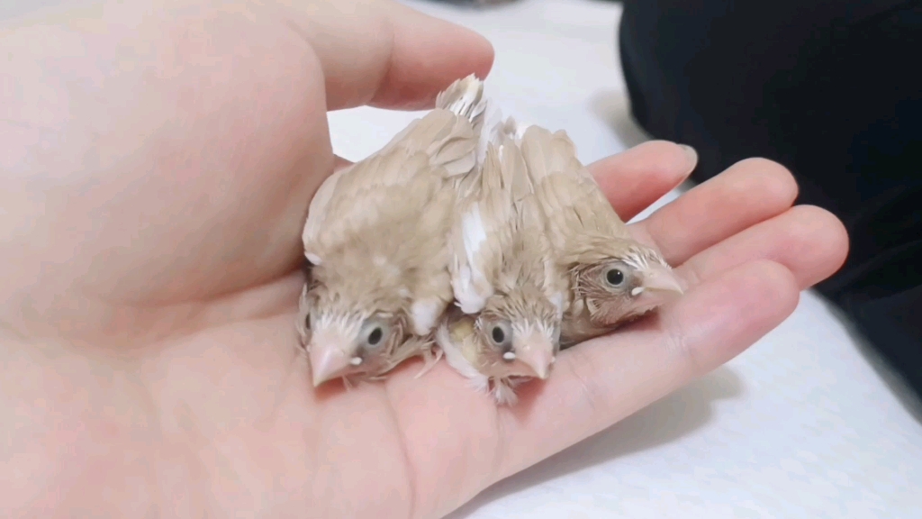 【白腰文鸟】手养驼色小十