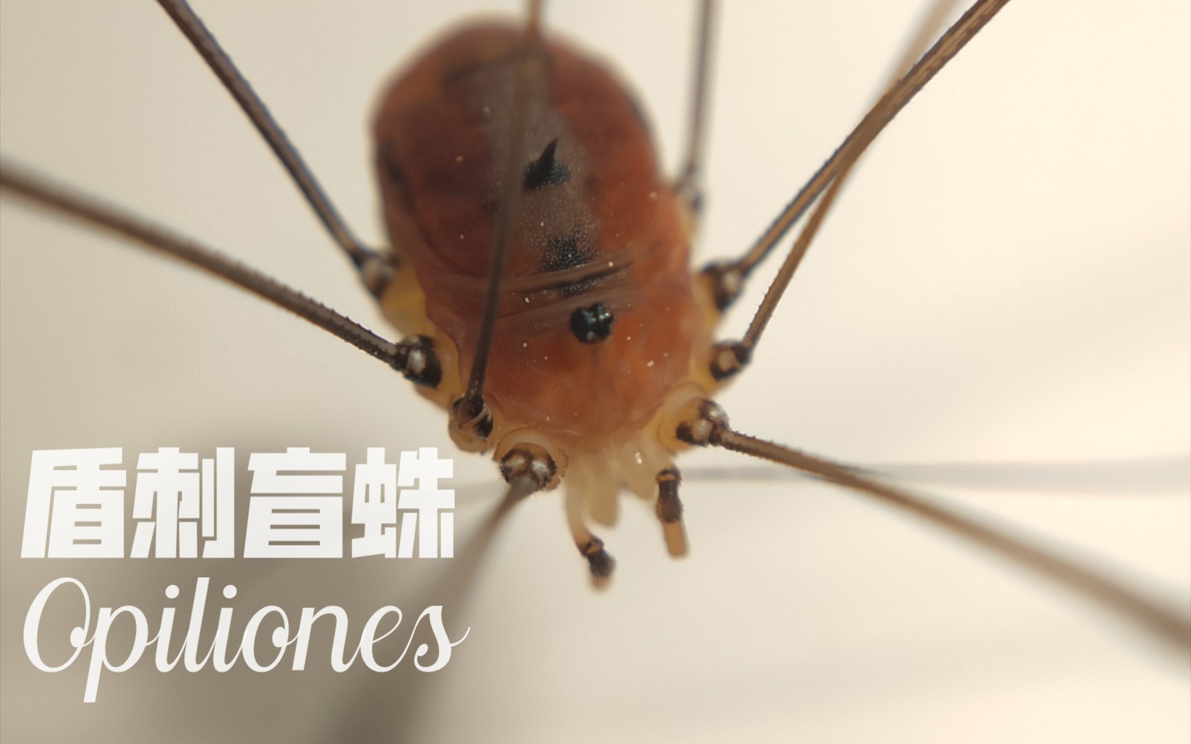 【微距】憨憨的红棕色盲蛛,超级大长腿-(盾刺盲蛛属)
