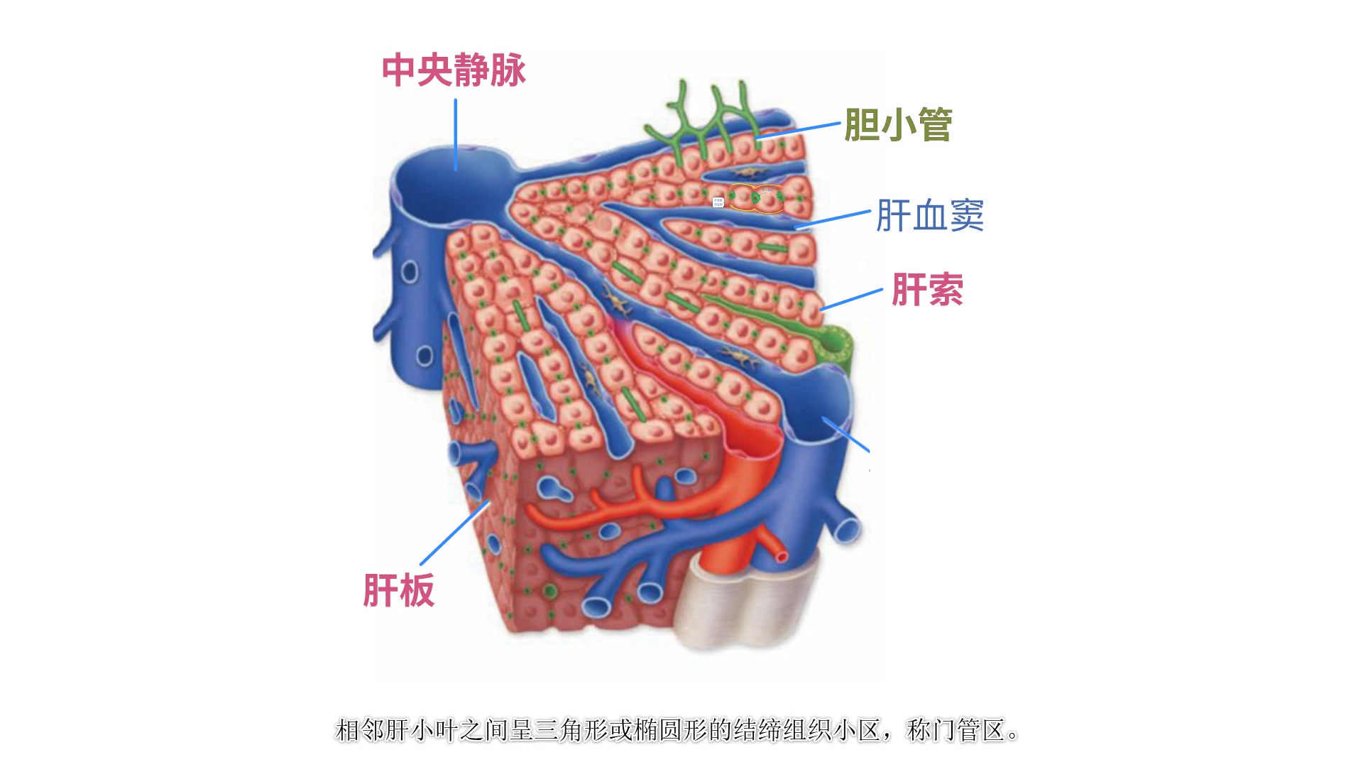 [图]《组织学与胚胎学》实验课讲解视频—消化腺—肝脏