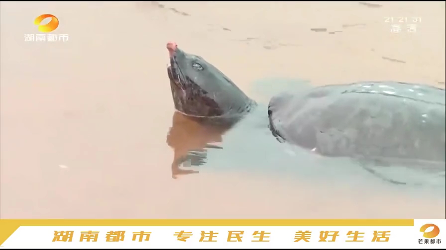 放生大甲鱼,甲鱼感恩