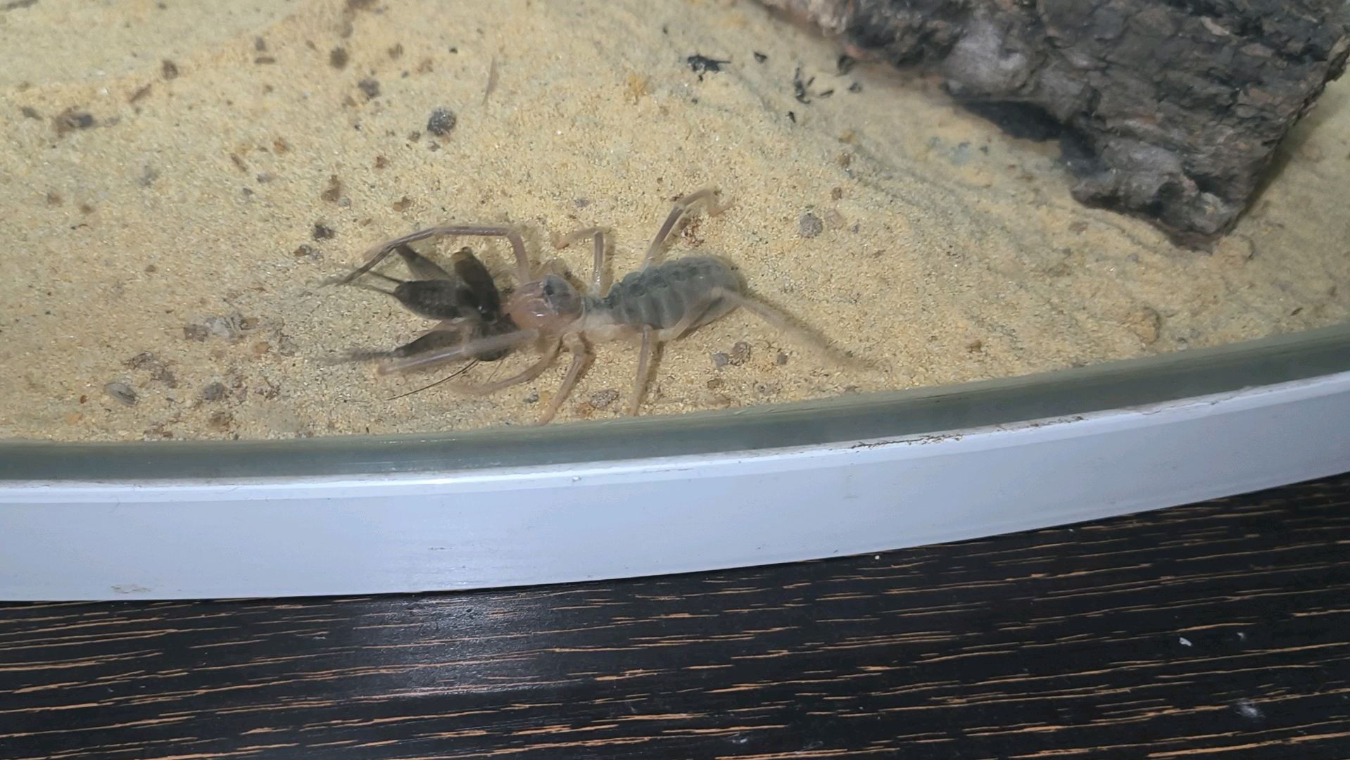 避日蛛对直翅目还真就自带弱点打击