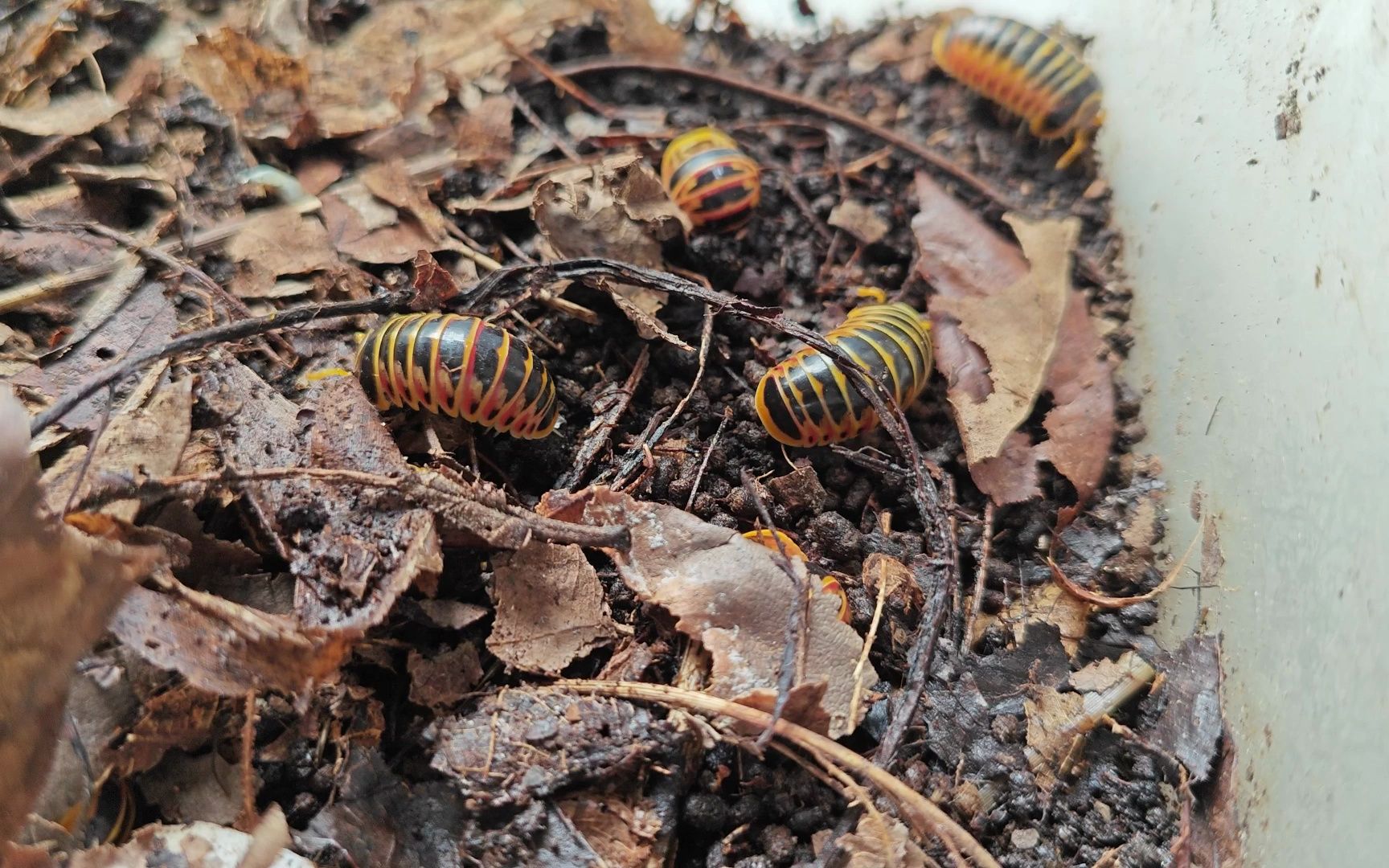 rhopalomeris属球马陆