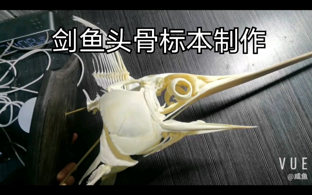 剑鱼头骨标本制作