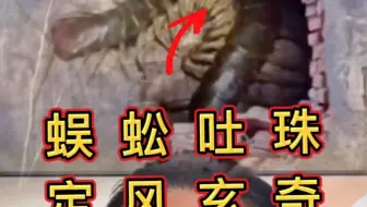 百足之虫蜈蚣 ＃道教文化