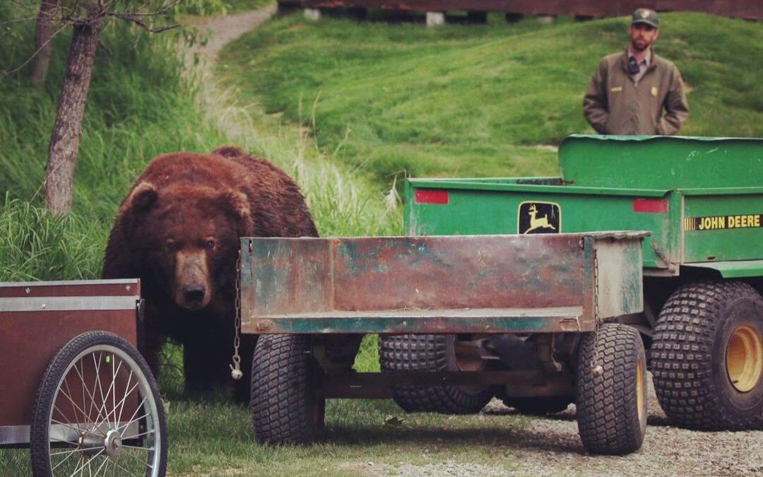 【半岛巨熊】胖熊王747在营地旅馆外休息