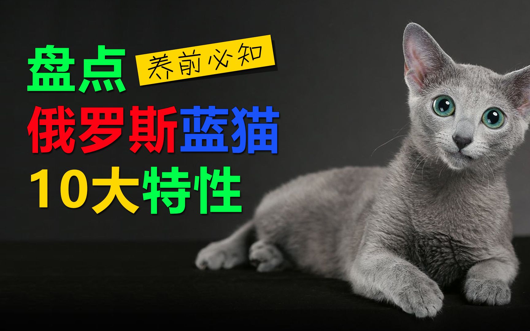 盘点俄罗斯蓝猫的10大特性,饲养之前一定要先看看这些哔哩哔哩bilibili