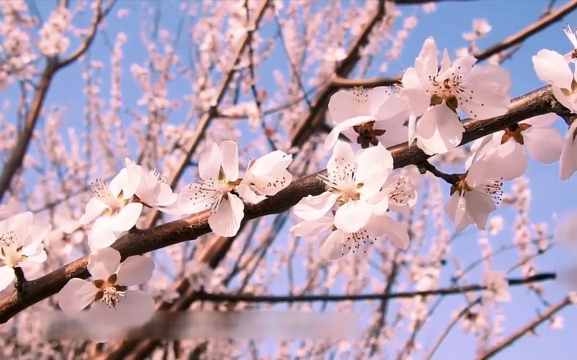 [图]《蝶恋花·春景》—— 苏轼