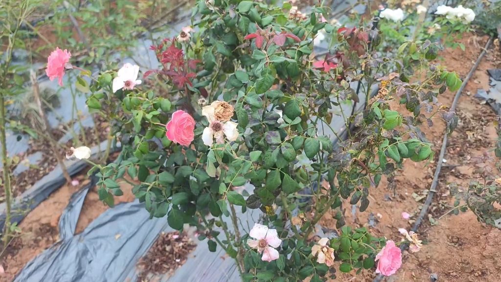 实际看看月季褐斑病(高温转低温)以及处理方法