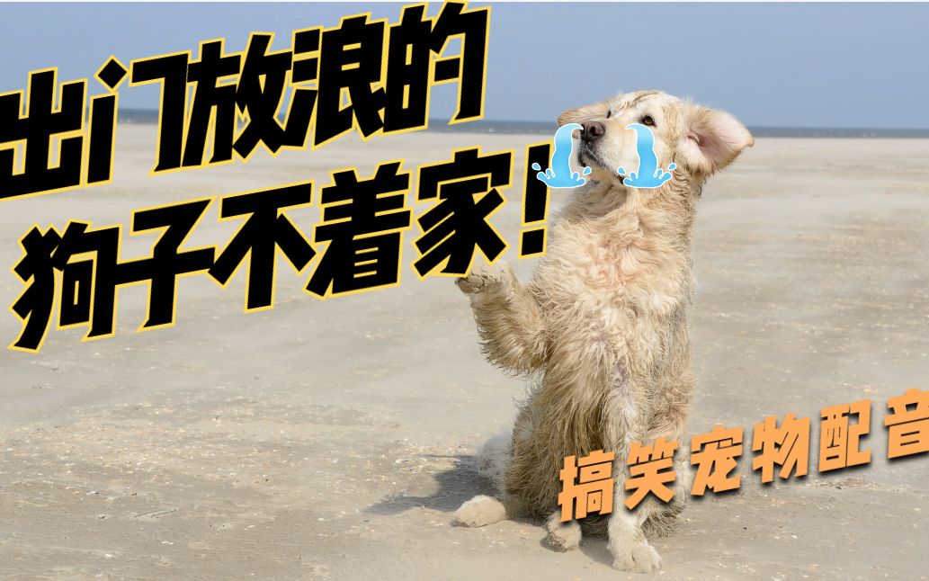 搞笑宠物视频一天天的狗子不着家让人不省心