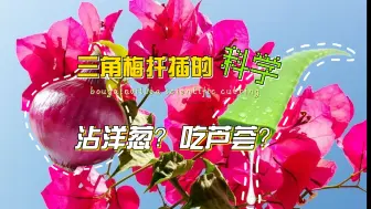 Download Video: 三角梅扦插的科学-芦荟&洋葱