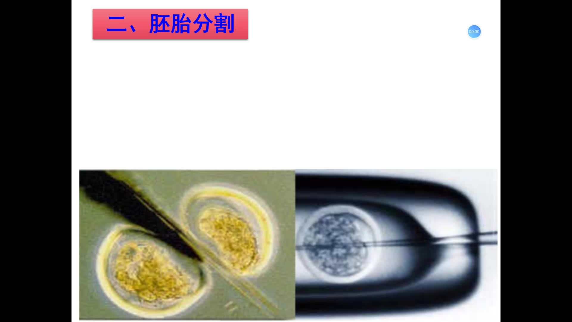 胚胎分割图片