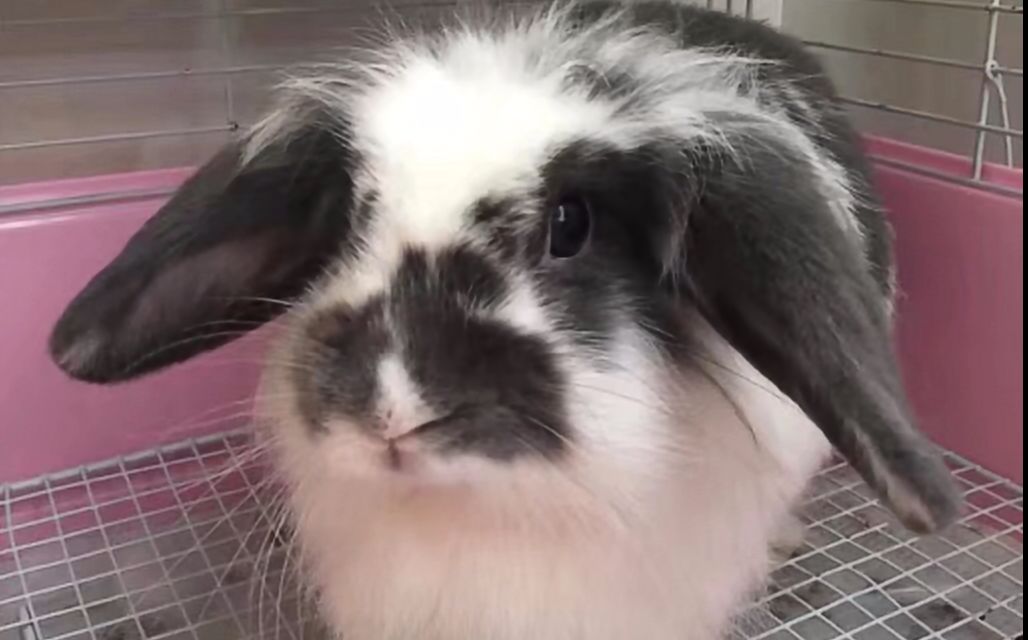 小花兔沉迷于吃的日常_哔哩哔哩 (゜-゜)つロ 干杯~-bilibili