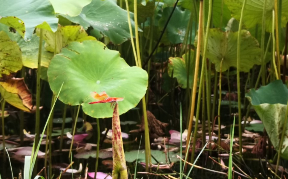 航拍世纪公园荷花