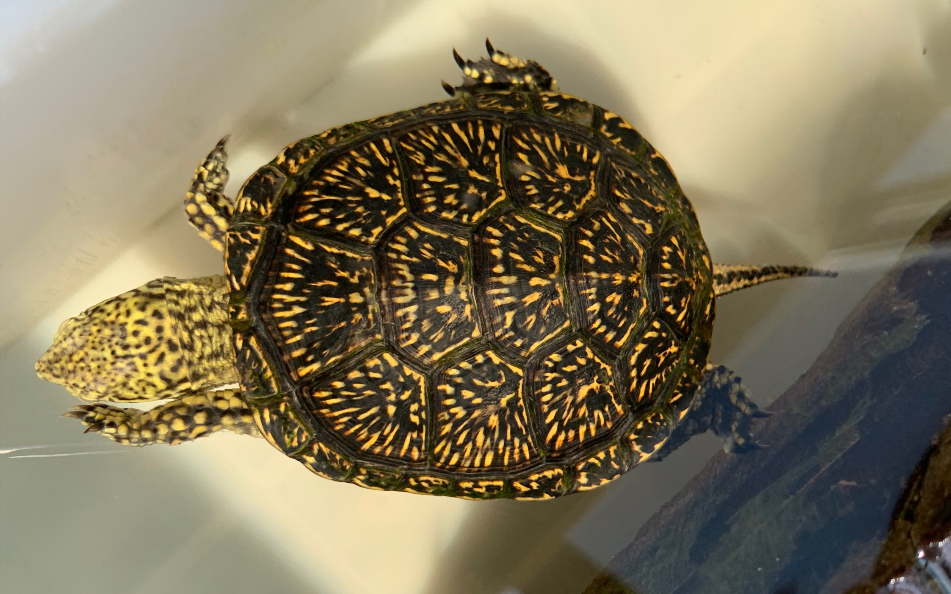 喜爱欧泽龟的小伙伴可以互相交流