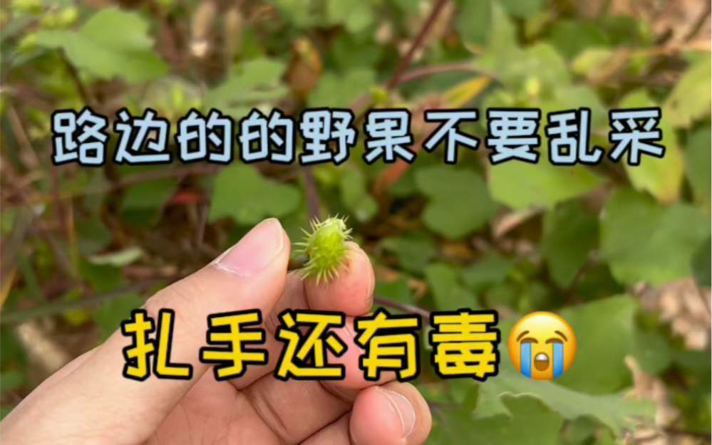 苍耳子,能熬苍耳子油,治疗鼻炎哔哩哔哩bilibili