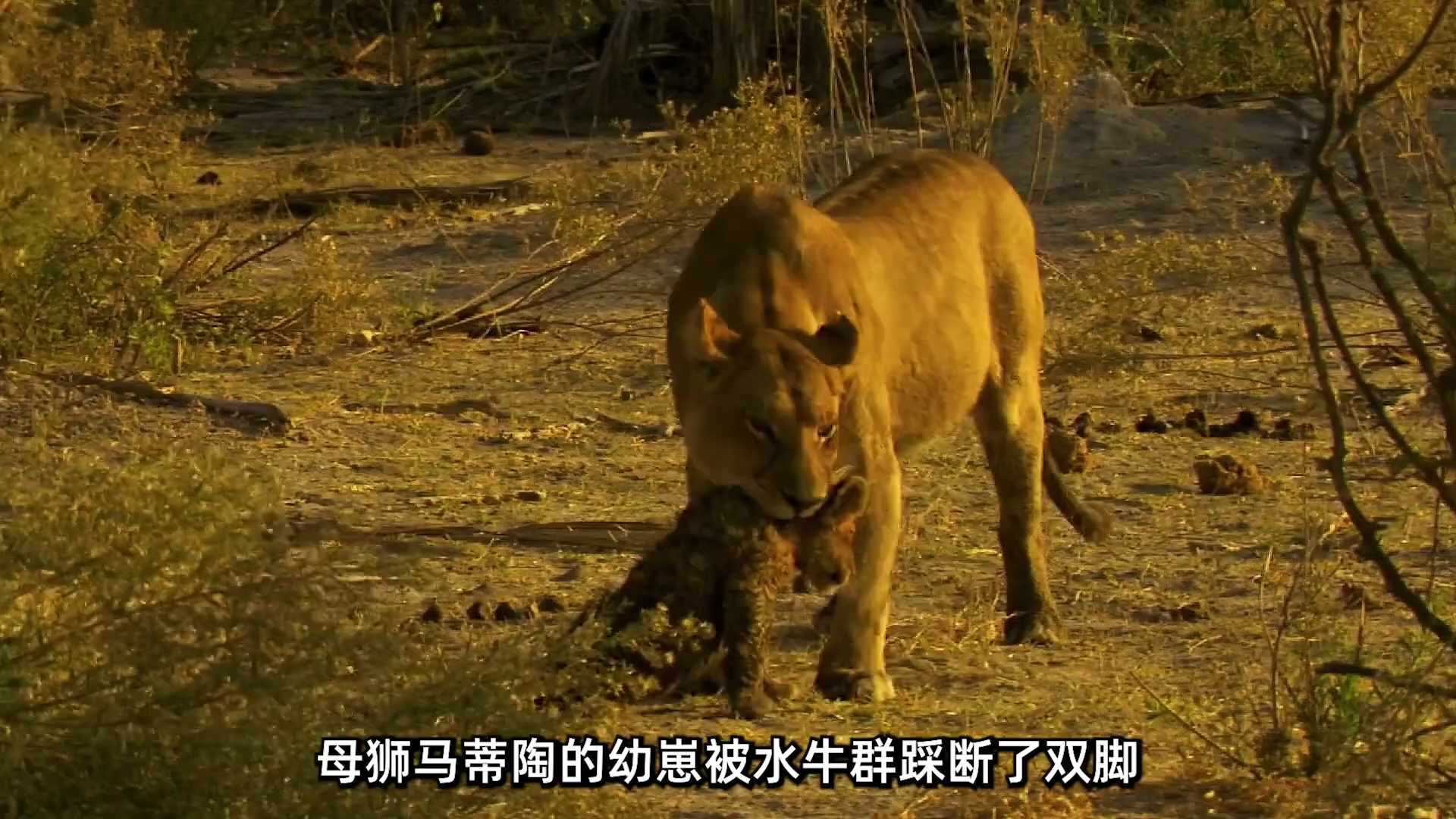 马蒂陶的幼崽,被水牛踩断了双腿,生命岌岌可危