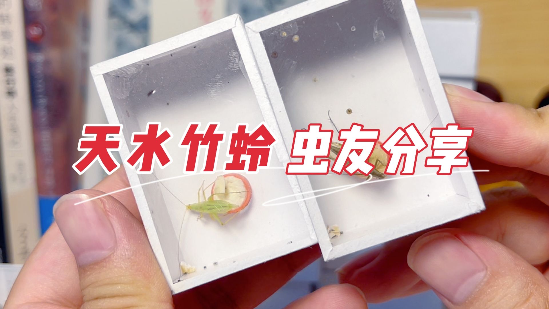 甘肃天水的虫友真讲究!寄来野生竹蛉给大家分享