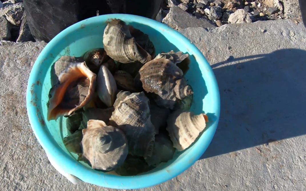 3个月后退大潮海滩上全是青色的海螺王,大胖捡了满满一桶,发财了