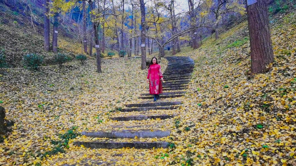 [图]十里银杏长廊，金黄绵延，媲美湖州八都岕