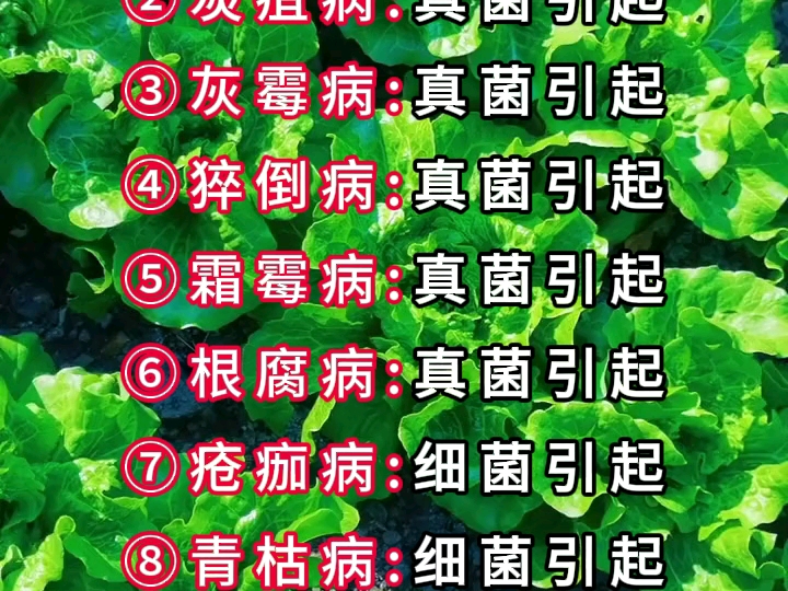 10大常见真菌,细菌病害哔哩哔哩bilibili