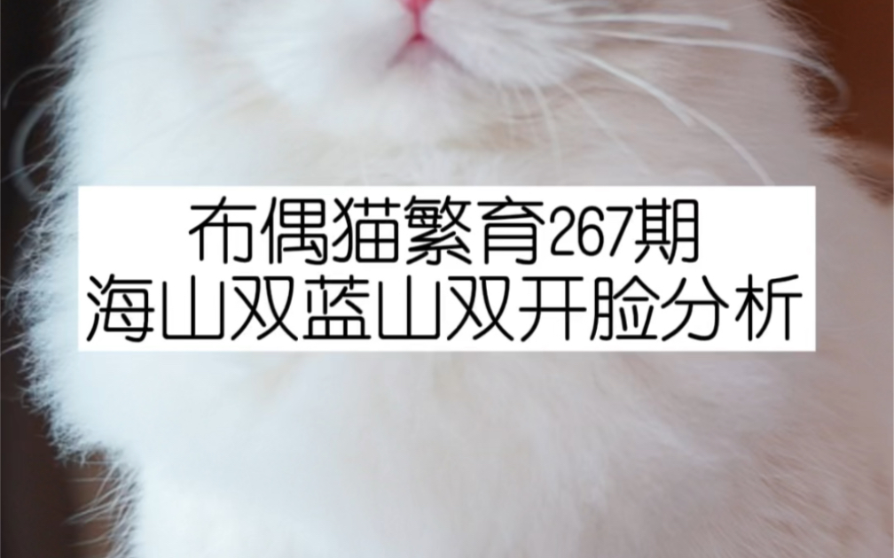 布偶猫繁育267期《海山双蓝山双开脸分析》哔哩哔哩bilibili