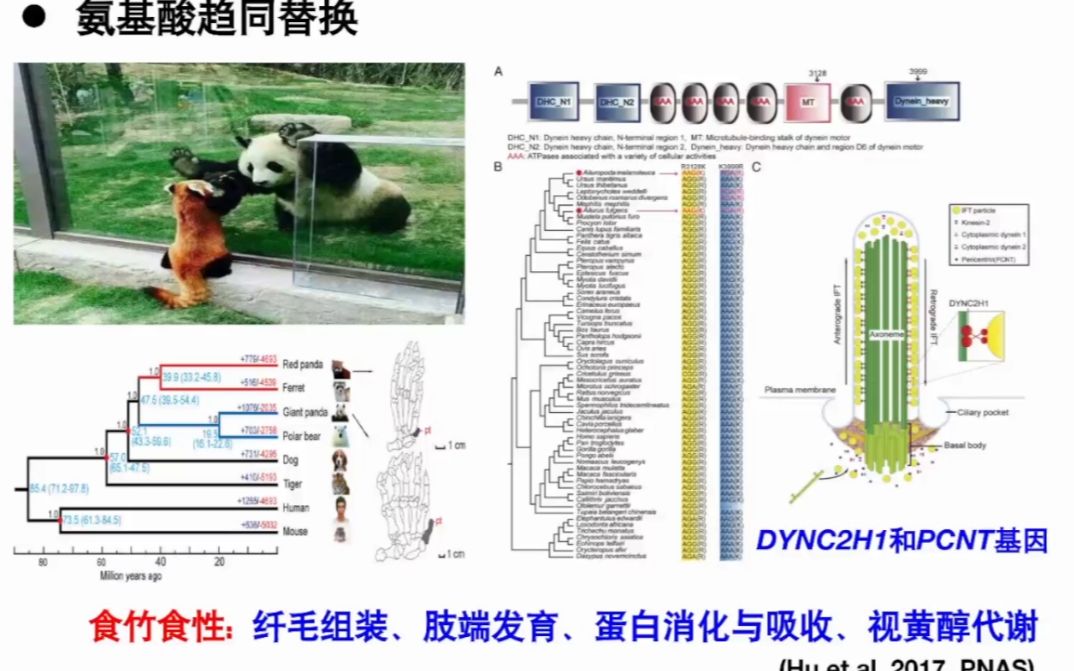 20220109云南大学于黎动物趋同演化的分子机制研究进展哔哩哔哩bilibili