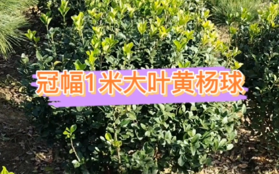 大叶黄杨球/河南大叶黄杨球/潢川大叶黄杨球哔哩哔哩bilibili