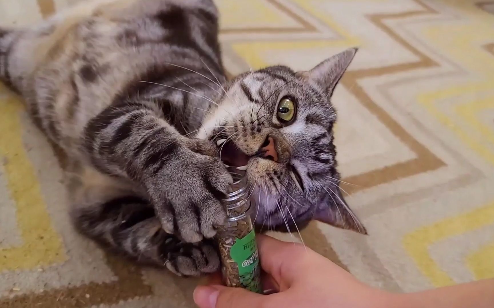 给猫咪吸猫薄荷,主人将猫薄荷洒在另一只猫身上竟然大打出手