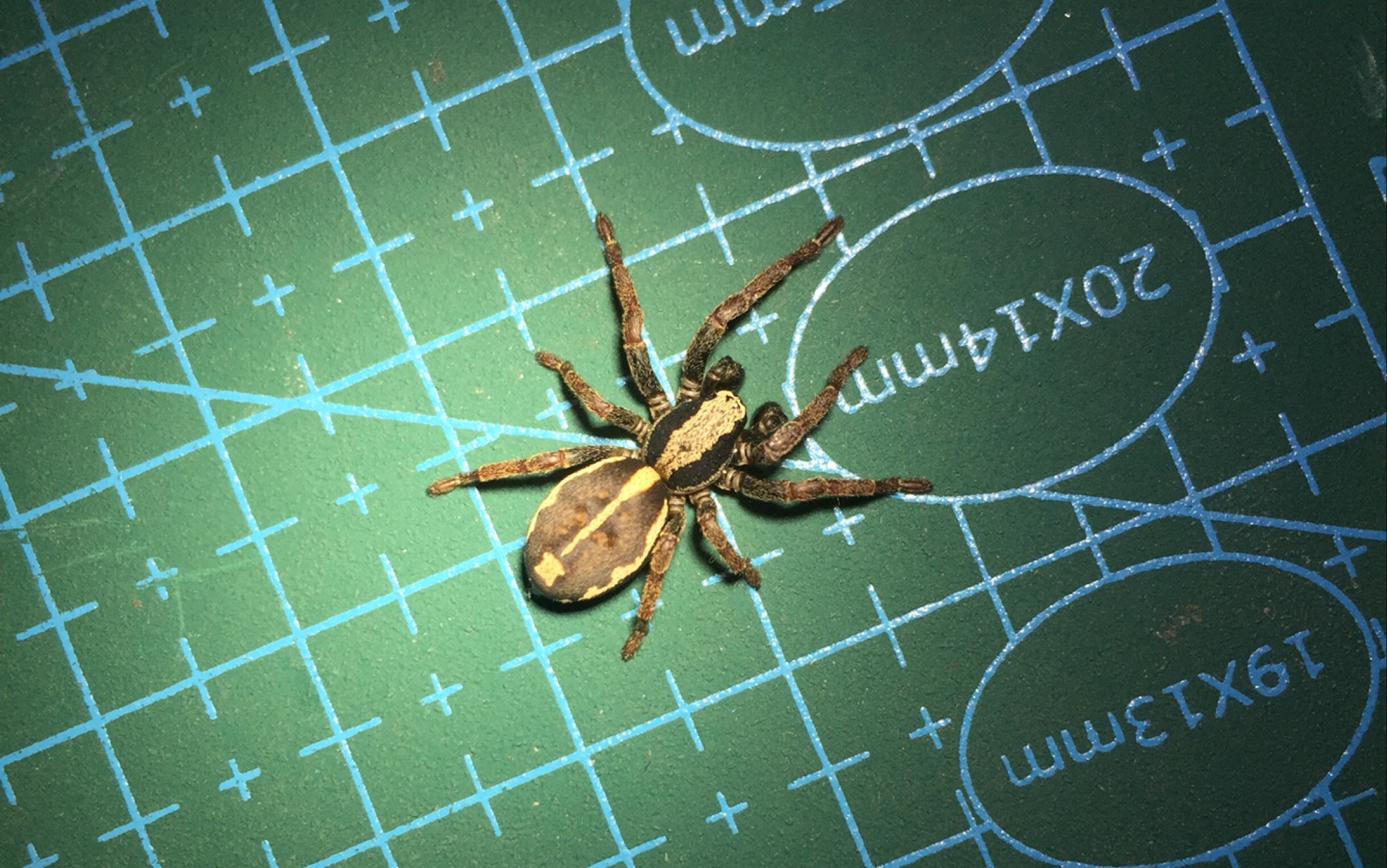 【斯托蛛属】拟平腹蛛科斯托蛛属阿氏斯托蛛捕食樱桃蟑螂